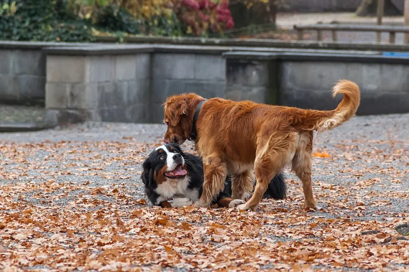 We Ranked Every Fake Friend America Has Left (The Dog Park Won, Sorry)