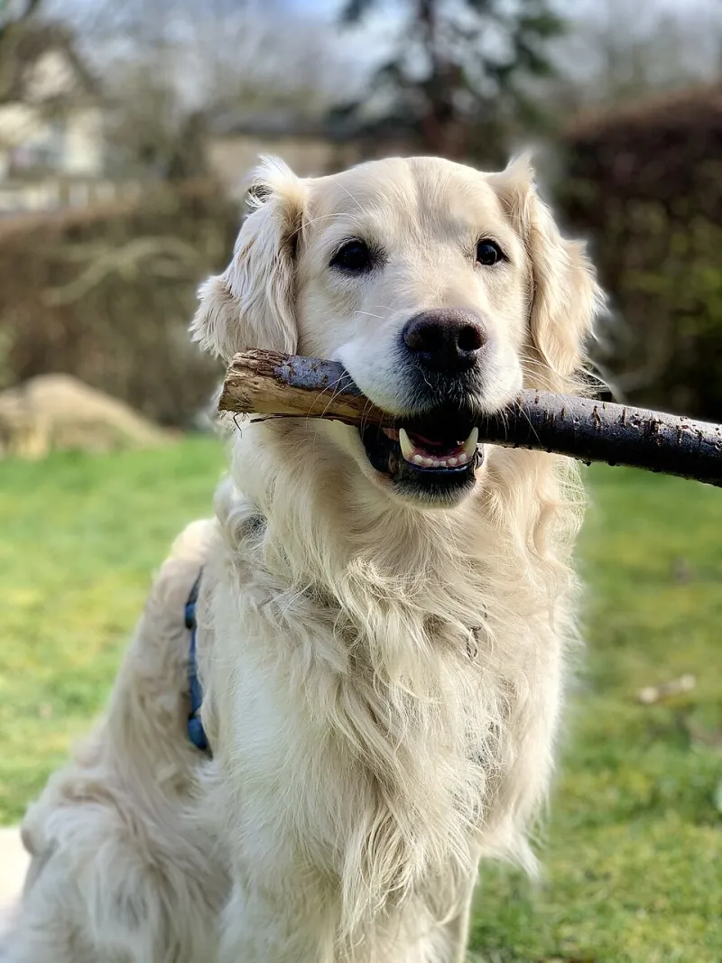 We're Sorry to Inform You: The Golden Retriever Has Gone With a Candidate Who Has More Bacon Experience